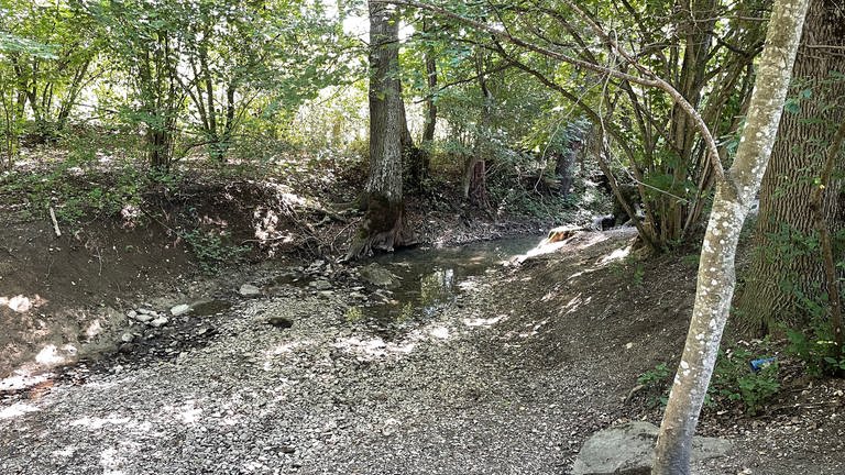 Breitenbach in Reutlingen-Betzingen (Foto: SWR, Nathalie Waldenspuhl)