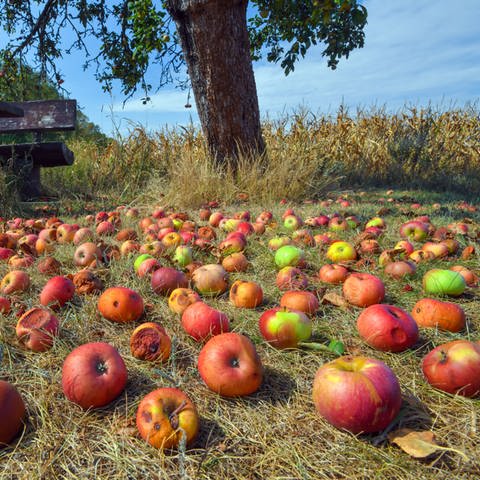 Fallobst - rote Äpfel auf dem Boden (Foto: dpa Bildfunk, picture alliance/dpa - Patrick Pleul)