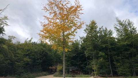 Langsam verfärben sich die Blätter beim Baum an der Klosterscheune auf dem Campus Galli (Foto: SWR)
