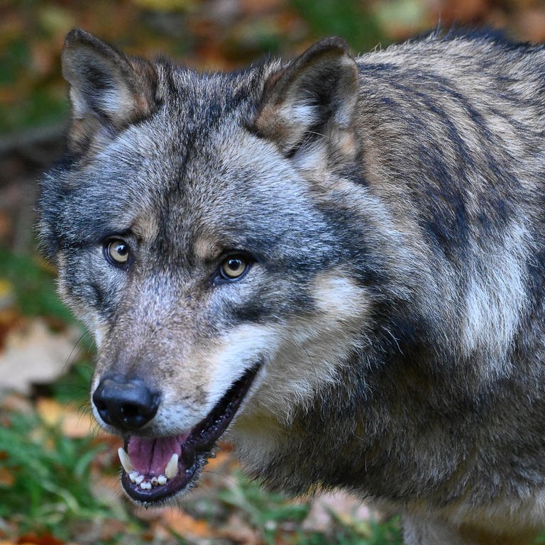 Wolf bei Trochtelfingen gesichtet (Foto: dpa Bildfunk, Swen Pförtner)