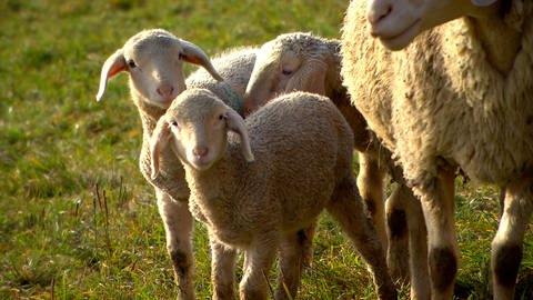 Schafe auf der Schwäbischen Alb (Foto: SWR, Rene Munder, SWR)