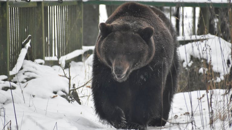 Alternativer Wolf- und Bärenpark Bad Rippoldsau-Schapbach holt misshandelte Bären aus Litauen in den Schwarzwald (Foto: Bernd Noonenmacher / Stiftung für Bären)