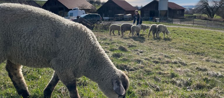 Die 14-jährige Romy hält eine kleine Schafsherde in Balingen-Engstlatt. (Foto: SWR, Tobias Rager)