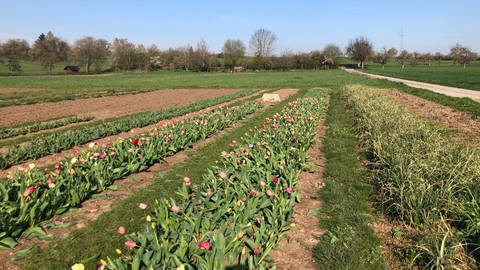 Schon einige Tulpen wachsen auf dem Blumenfeld bei Rottenburg (Foto: SWR)