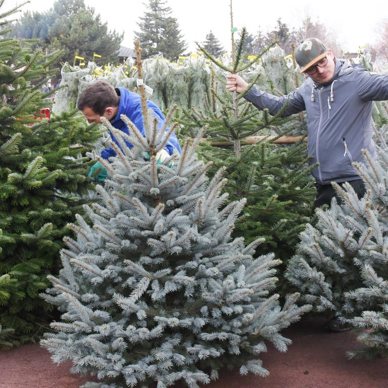 Einee Frau und Männer suchen Weihnachtsbäume beim Händler aus.  (Foto: picture-alliance / Reportdienste, picture alliance/dpa | Waltraud Grubitzsch)