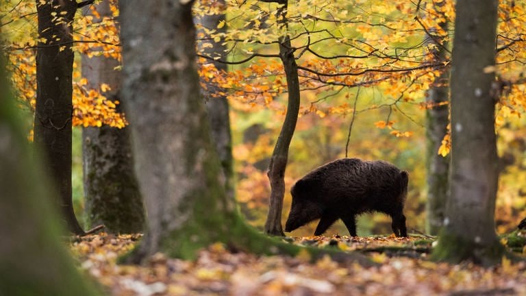 Wildschwein im Wildschweingehege im Wald (Foto: dpa Bildfunk, Lino Mirgeler)
