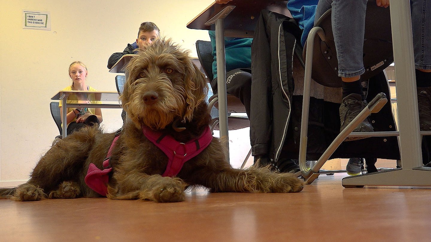 Die Schulhündin Bibi begleitet die Schüler am Gymnasium in Spaichingen im Unterricht und in ist Hauptattraktion der neuen Hunde AG. (Foto: SWR, Nina Keppeler)