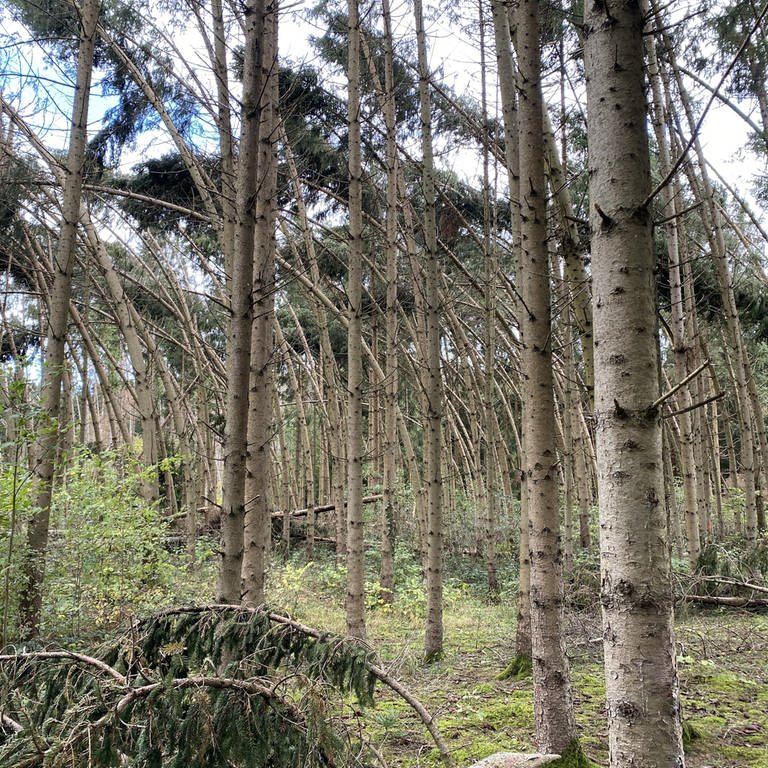 Waldschäden (Foto: SWR)
