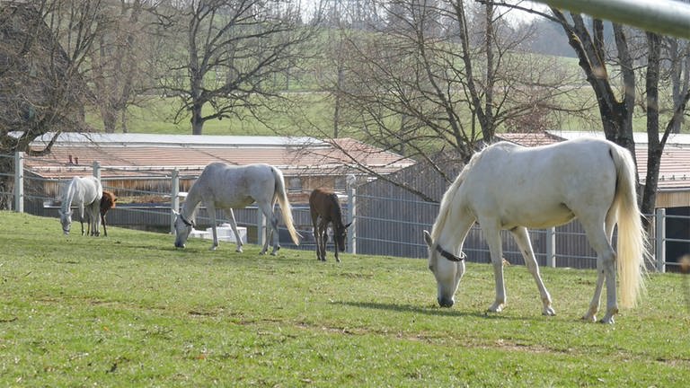 Pferde stehen im Mittelpunkt auf dem Gelände des Landgestüts in Marbach. (Foto: SWR, Harry Röhrle)