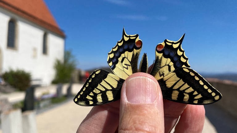 Schmetterlinge Wurmlinger Kapelle - Schwalbenschwanz (Foto: Pressestelle, Forsthochschule Rottenburg - Thomas Gottschalk)
