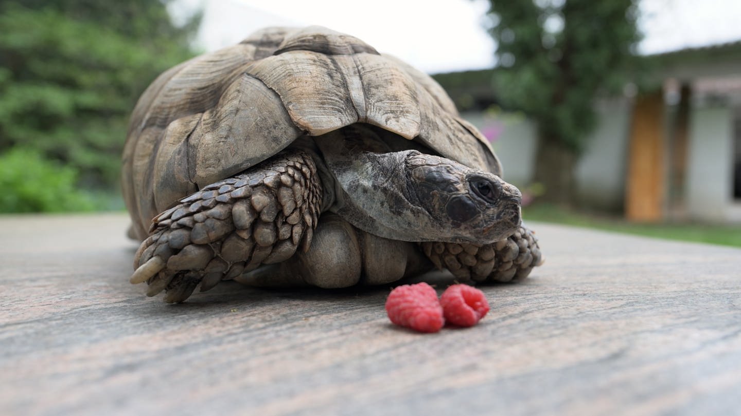 Himbeeren und Erdbeeren sind für Mausel, die alte Schildkröte, ein Leckerbissen. (Foto: SWR, Jörg Heinkel)