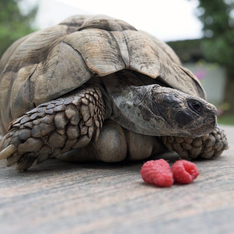 Himbeeren und Erdbeeren sind für Mausel, die alte Schildkröte, ein Leckerbissen. (Foto: SWR, Jörg Heinkel)