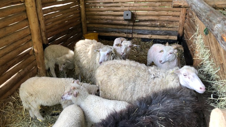 Schafe auf dem Campus Galli warten darauf, dass es ihnen an die Wolle geht  (Foto: SWR)