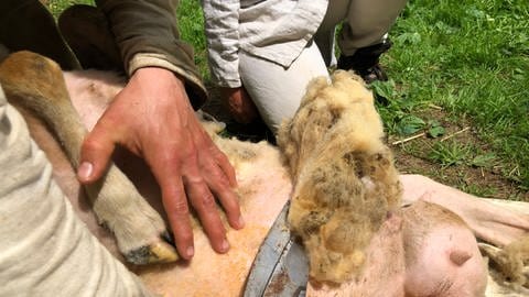 Mit der scharfen Handschere aus Eisen wird die Wolle am ganzen Tierkörper in einem Stück entfernt  (Foto: SWR)