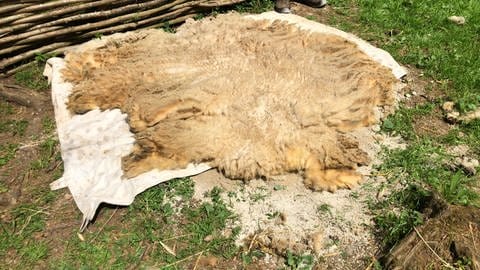 Das komplette Vlies des Schafes wiegt etwa drei Kilogramm und ist ganz schön groß  (Foto: SWR)