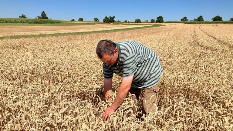 Der Landwirt Philipp Wandel inspiziert ein Weizenfeld bei Kusterdingen. (Foto: SWR, Nikolaus Rhein)