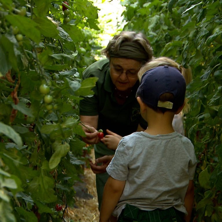 Kinder ernten Tomaten im Gewächshaus gemeinsam mit einer Landwirtin