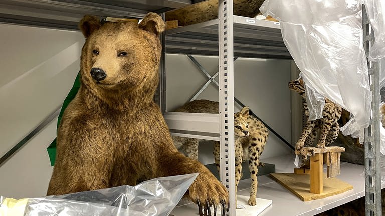 Ein ausgestopfter, stehender Bär in einem Archivregal. Der Umzug des Naturkundemuseum-Magazins Reutlingen in die ehemalige Paketpost ist in vollem Gange. (Foto: SWR, Niko Rhein)