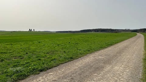 Der Staatswald am Rande der Gemeinde Pfronstetten. Dort sollen bald Windräder entstehen. Ein Bürgerentscheid soll klären, wo genau. (Foto: SWR, Tobias Faißt)