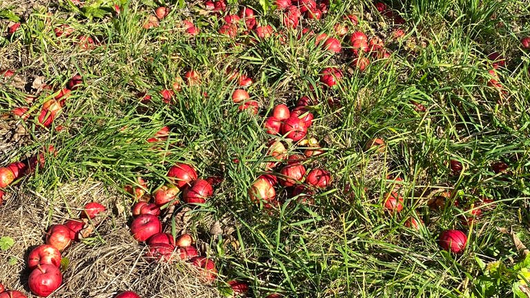 Rote Äpfel liegen auf einer Streuobstwiese bei DettingenErms (Foto: SWR, Thomas Scholz)
