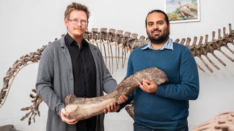Zwei Wissenschaftler in Tübingen zeigen den Saurier-Oberschenkelknochen des Tuebingosaurus maierfritzorum (Foto: Pressestelle, Valentin Marquardt/Universität Tübingen)