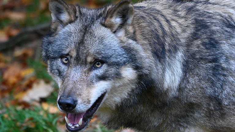 Wolf bei Trochtelfingen gesichtet (Foto: dpa Bildfunk, Swen Pförtner)