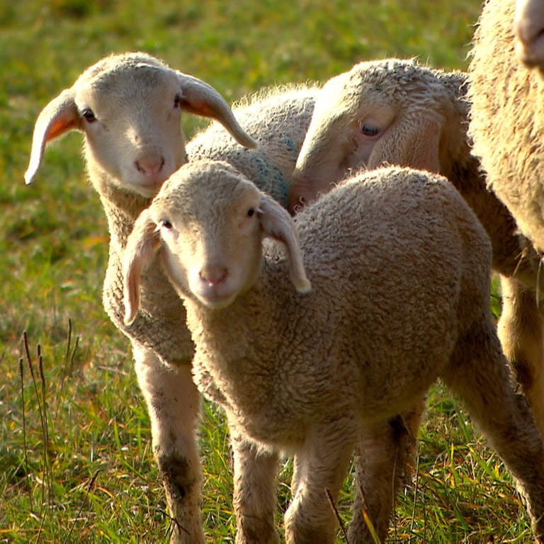 Schafe auf der Schwäbischen Alb (Foto: SWR, Rene Munder, SWR)