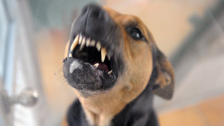 Ein Hund fletscht die Zähne (Foto: picture-alliance / Reportdienste, Soeren Stache)