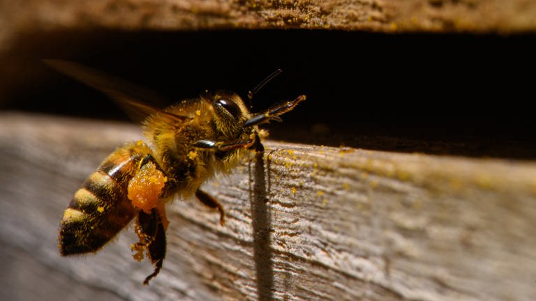 Eine Kärntner Biene (Apis mellifera carnica) fliegt mit gesammelten Pollen in ihren Bienenstock. (Foto: dpa Bildfunk, Robert Michael)