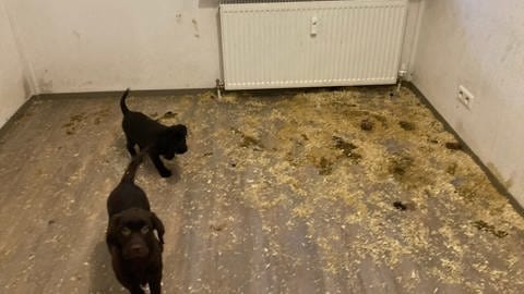 Illegal nach Deutschland eingeschmuggelte Hundewelpen in einer Wohnung im Kreis Reutlingen. (Foto: Landratsamt Reutlingen - Kreisveterinär- und Lebensmittelüberwachungsamt)