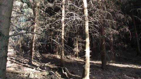 Ausgetrockneter Wald bei Balingen