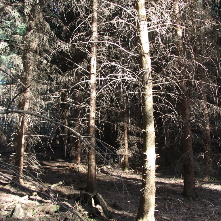 Ausgetrockneter Wald bei Balingen (Foto: SWR, Landratsamt Zollernalbkreis, Anja Martens)