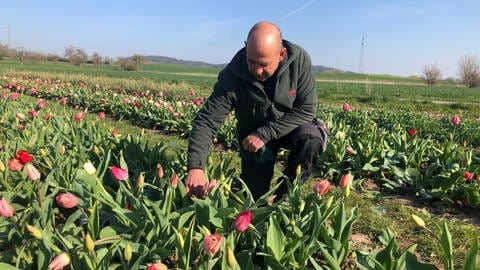 Landwirt Weimer kniet vor einem seiner Tulpenfeld (Foto: SWR)