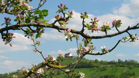 Apfelblüte an der Wurmlinger Kapelle (Foto: Pressestelle, Schwäbisches Streuobstparadies)