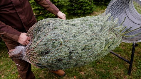 Weihnachtsbaum wird in Netz eingepackt. (Foto: picture-alliance / Reportdienste, picture alliance/dpa | Frank Molter)