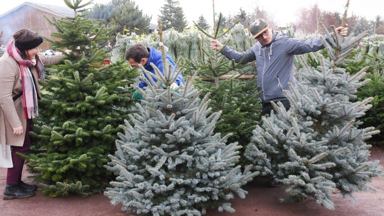 Einee Frau und Männer suchen Weihnachtsbäume beim Händler aus.  (Foto: picture-alliance / Reportdienste, picture alliance/dpa | Waltraud Grubitzsch)
