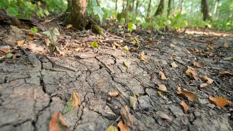 Vertrocknete Blätter liegen auf einem Waldboden, der von Rissen durchzogen ist.  (Foto: dpa Bildfunk, picture alliance/dpa | Sebastian Gollnow)