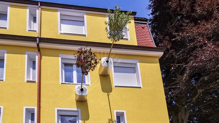 In Reutlingen wachsen zwei Bäume waagerecht aus einer Hauswand. Die Bäumchen drehen sich in ihrem Topf, so dass sie nicht nach oben zur Sonne wachsen. Die Idee stammt aus einem Projekt der Uni Hohenheim. (Foto: SWR, Tobias Rager)