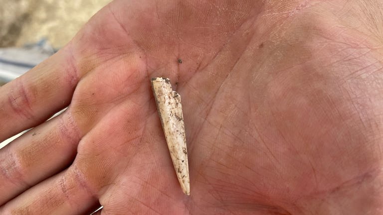 Ausgrabungen aus der Jungsteinzeit in Ammerbuch-Reusten. Ein Fund wird auf einer Handfläche liegend präsentiert.