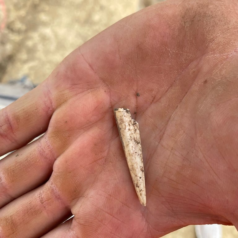 Ausgrabungen aus der Jungsteinzeit in Ammerbuch-Reusten. Ein Fund wird auf einer Handfläche liegend präsentiert. (Foto: SWR, Andrea Schuster)