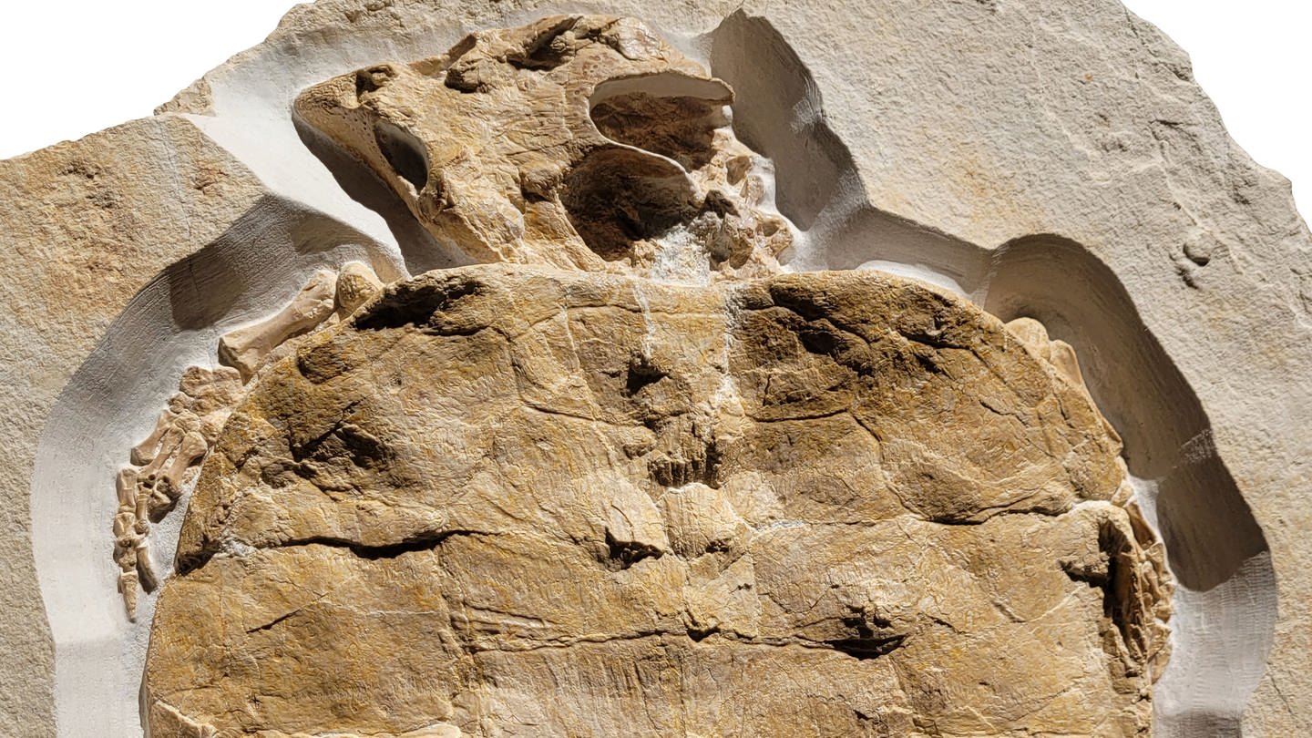 Schildkröten-Fossil (Foto: SWR, Felix Augustin / Universität Tübingen)