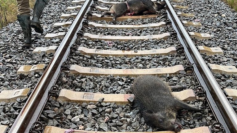 Tote Wildschweine liegen auf den Gleisen der Ammeratbahn