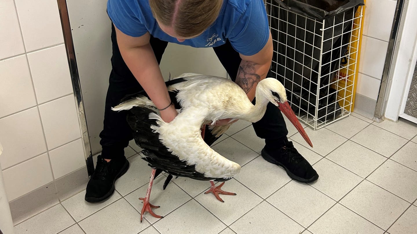 Eine Pflegerin hält einen verletzten Storch in den Händen. Der Storch war nach dem Sturm schwerverletzt ins Mössinger Vogelschutzzentrum gekommen. (Foto: privat/ Gerd Eberwein)