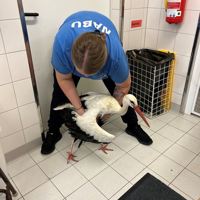 Eine Pflegerin hält einen verletzten Storch in den Händen. Der Storch war nach dem Sturm schwerverletzt ins Mössinger Vogelschutzzentrum gekommen. (Foto: privat/ Gerd Eberwein)