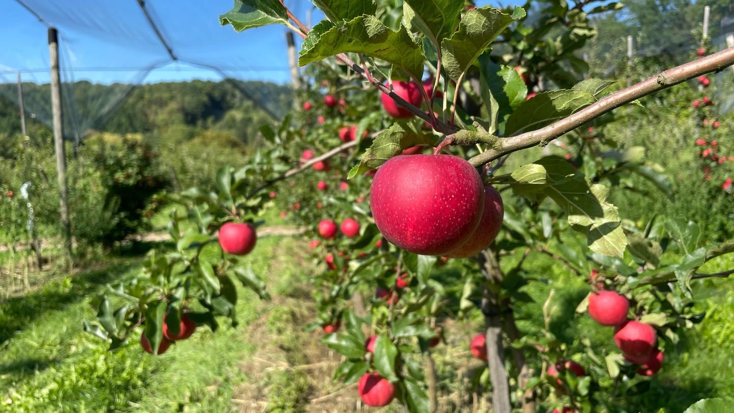 Ein roter Apfel hängt an einem dünnen Baum. Im Hintergrund hängen weitere knallrote Äpfel. (Foto: SWR, Ingemar Koerner)