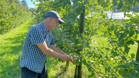Der Obstbauer Holger Schell steht an einem Apfelbaum und hält einen einzelnen Apfel der Sorte Boskoop in der Hand. Mehr ist an diesem Baum nicht gewachsen.