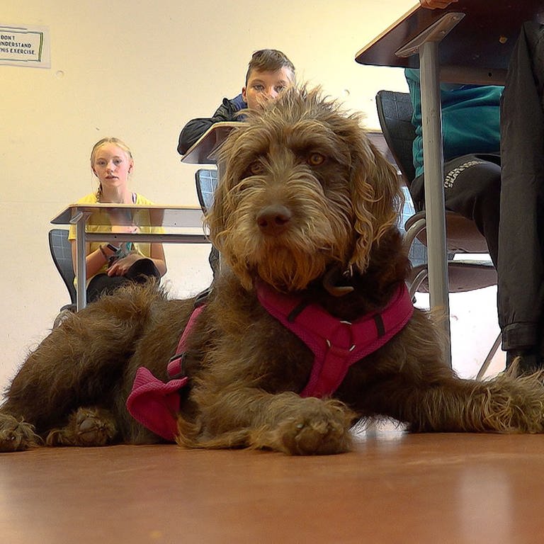 Die Schulhündin Bibi begleitet die Schüler am Gymnasium in Spaichingen im Unterricht und in ist Hauptattraktion der neuen Hunde AG.