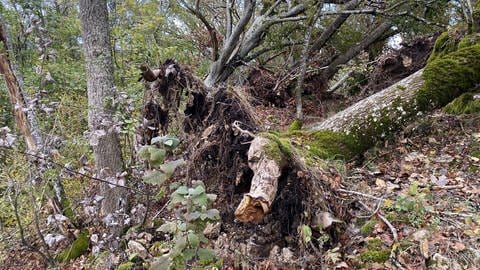 Umgestürzter Baum bei der Burgruine Hohengenkingen. (Foto: SWR)