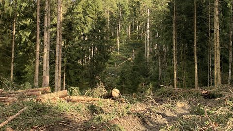 Sturmholz im Wald bei Bisingen. (Foto: SWR)
