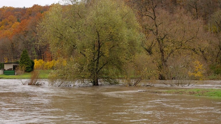 Ein Baum steht mitten im reißenden Fluss des Neckars. (Foto: SWR, Harry Röhrle)